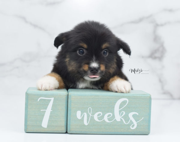 Mini / Toy Australian Shepherd Puppy Chug