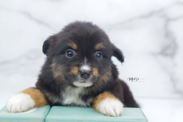 Mini / Toy Australian Shepherd Puppy Chug