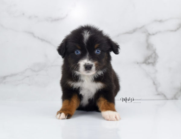 Mini / Toy Australian Shepherd Puppy Ocean