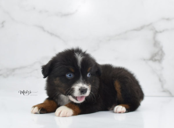 Mini / Toy Australian Shepherd Puppy Ocean