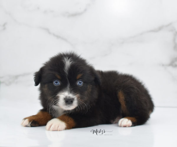 Mini / Toy Australian Shepherd Puppy Ocean