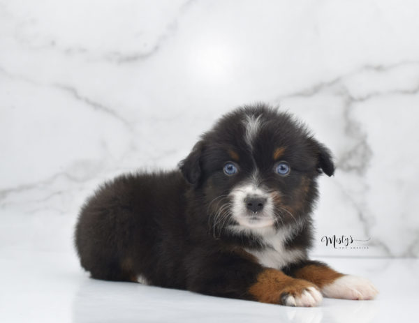 Mini / Toy Australian Shepherd Puppy Ocean