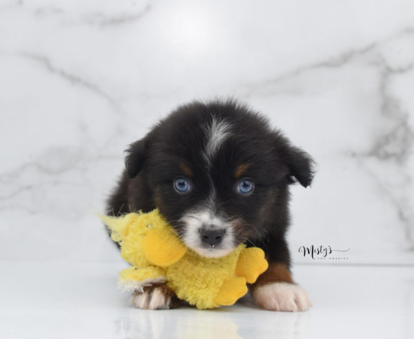 Mini / Toy Australian Shepherd Puppy Ocean