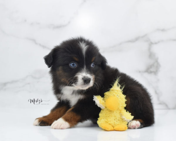 Mini / Toy Australian Shepherd Puppy Ocean