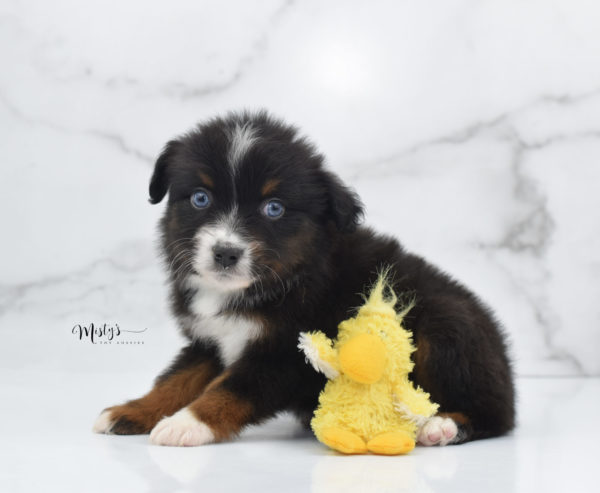 Mini / Toy Australian Shepherd Puppy Ocean