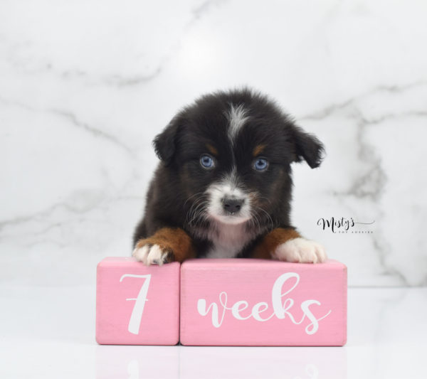 Mini / Toy Australian Shepherd Puppy Ocean