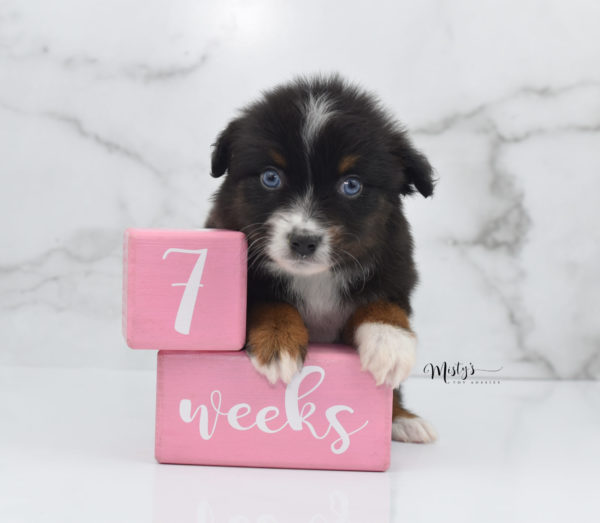 Mini / Toy Australian Shepherd Puppy Ocean