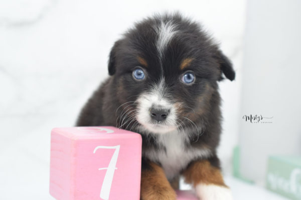 Mini / Toy Australian Shepherd Puppy Ocean