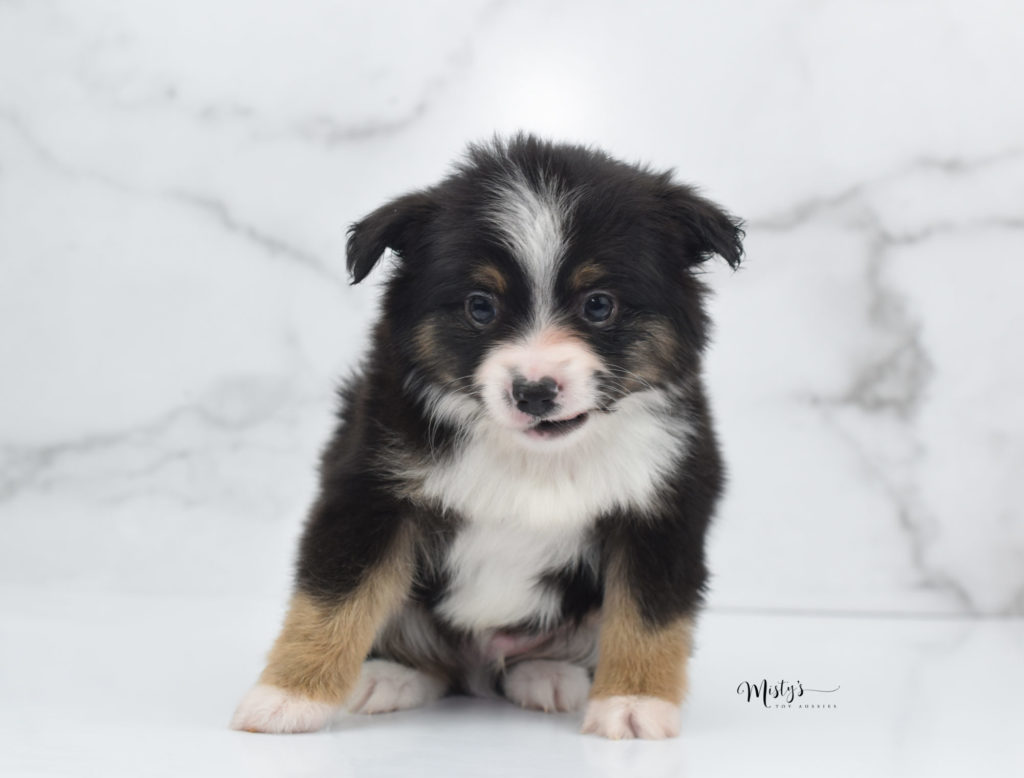 Mini / Toy Australian Shepherd Puppy Tidbit