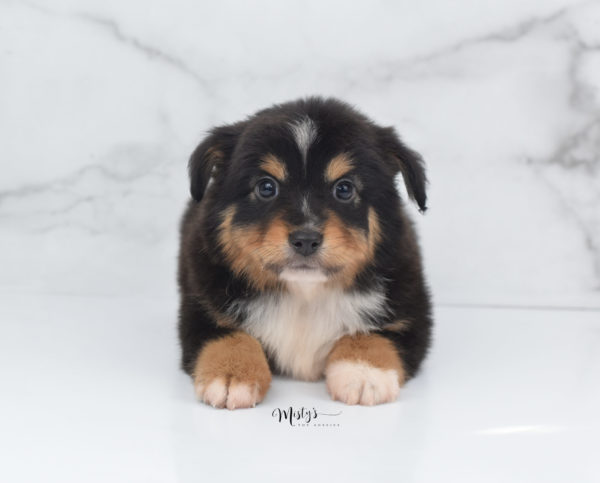 Mini / Toy Australian Shepherd Puppy Tubbs