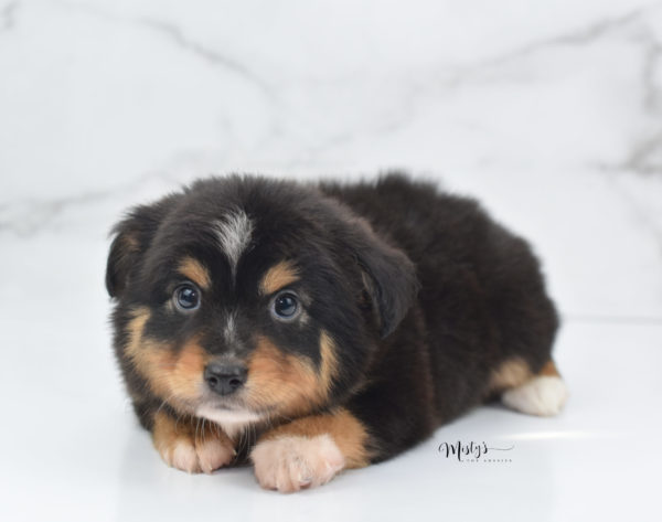 Mini / Toy Australian Shepherd Puppy Tubbs