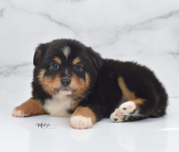 Mini / Toy Australian Shepherd Puppy Tubbs