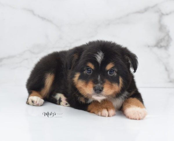 Mini / Toy Australian Shepherd Puppy Tubbs