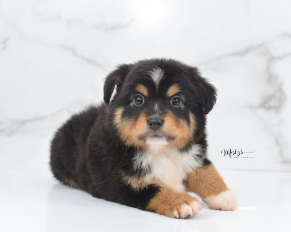 Mini / Toy Australian Shepherd Puppy Tubbs