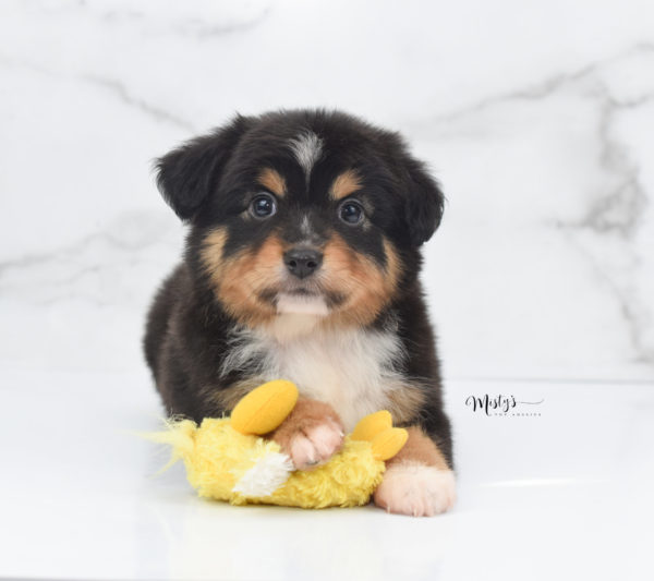 Mini / Toy Australian Shepherd Puppy Tubbs