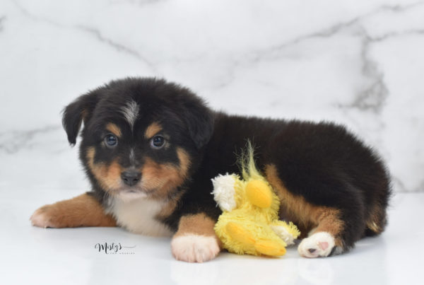 Mini / Toy Australian Shepherd Puppy Tubbs