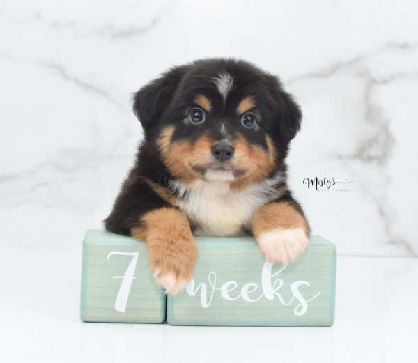 Mini / Toy Australian Shepherd Puppy Tubbs