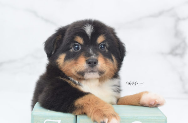 Mini / Toy Australian Shepherd Puppy Tubbs