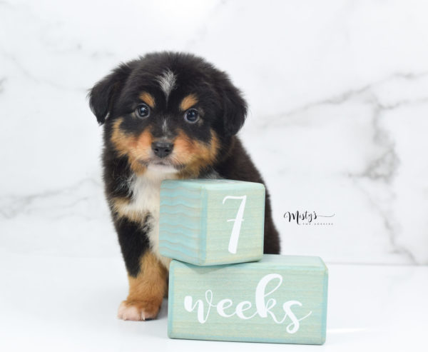 Mini / Toy Australian Shepherd Puppy Tubbs