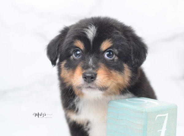 Mini / Toy Australian Shepherd Puppy Tubbs