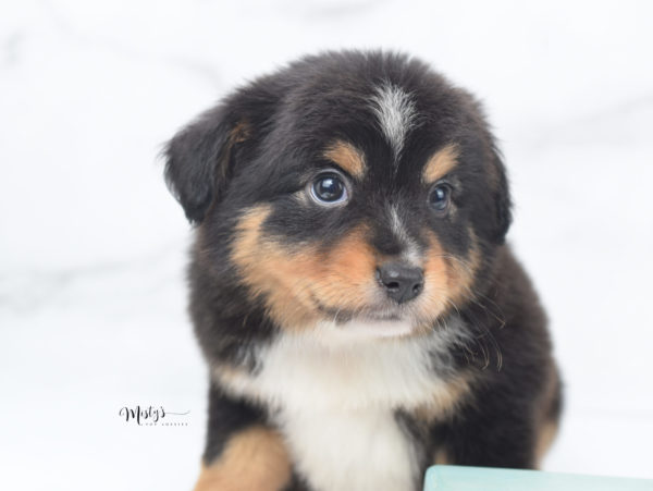 Mini / Toy Australian Shepherd Puppy Tubbs