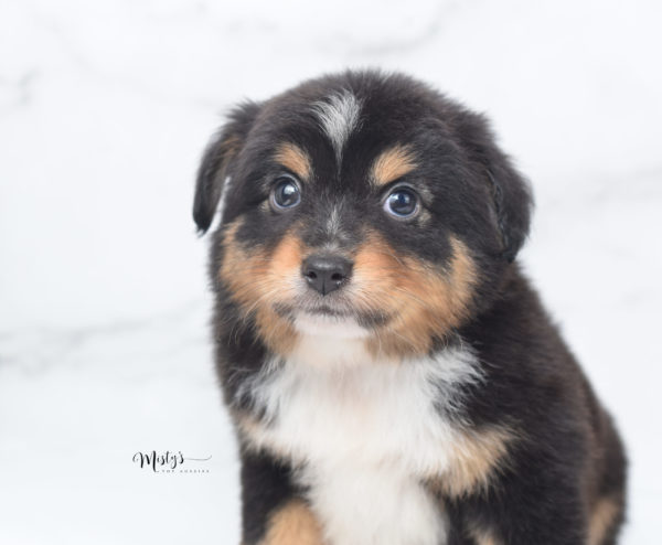 Mini / Toy Australian Shepherd Puppy Tubbs