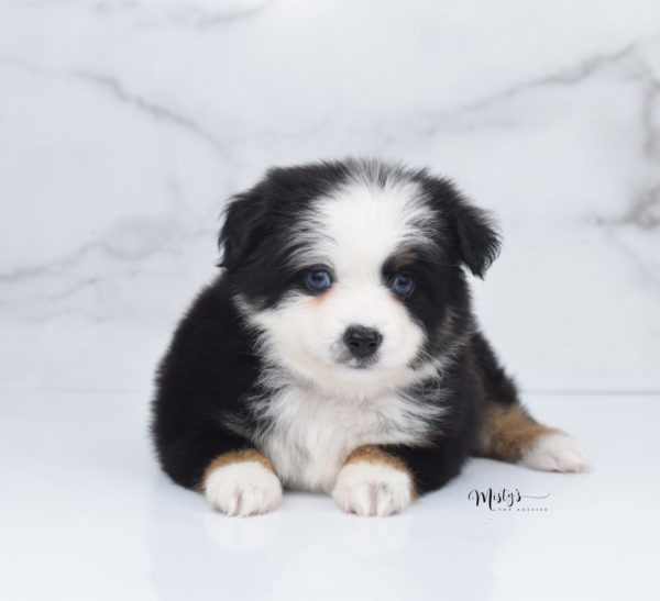 Mini / Toy Australian Shepherd Puppy Pandy Bear