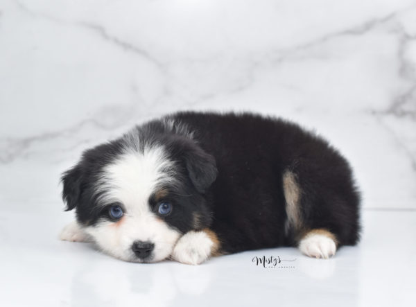 Mini / Toy Australian Shepherd Puppy Pandy Bear