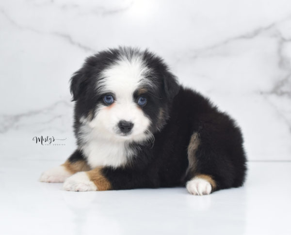 Mini / Toy Australian Shepherd Puppy Pandy Bear