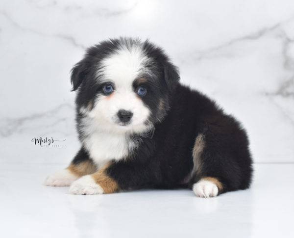 Mini / Toy Australian Shepherd Puppy Pandy Bear