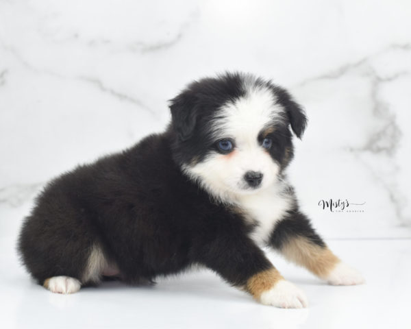 Mini / Toy Australian Shepherd Puppy Pandy Bear