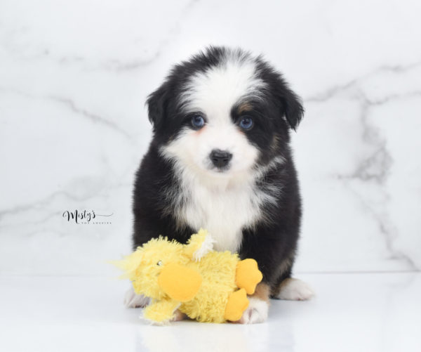 Mini / Toy Australian Shepherd Puppy Pandy Bear