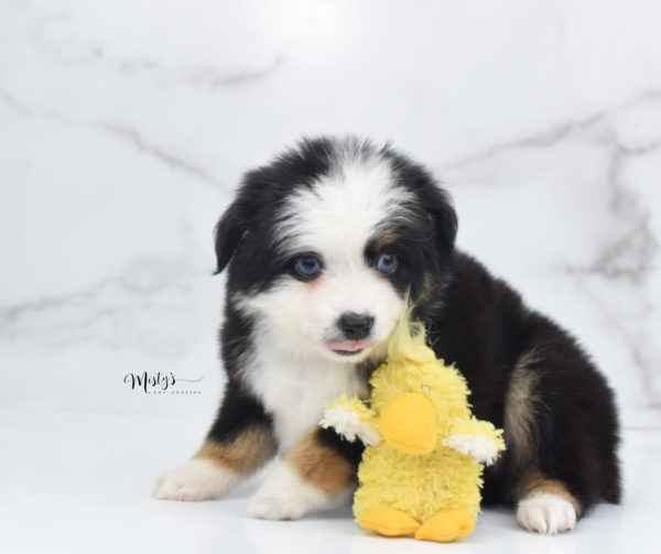 Mini / Toy Australian Shepherd Puppy Pandy Bear