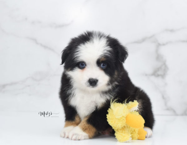 Mini / Toy Australian Shepherd Puppy Pandy Bear