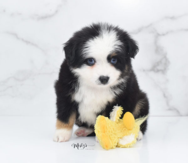 Mini / Toy Australian Shepherd Puppy Pandy Bear