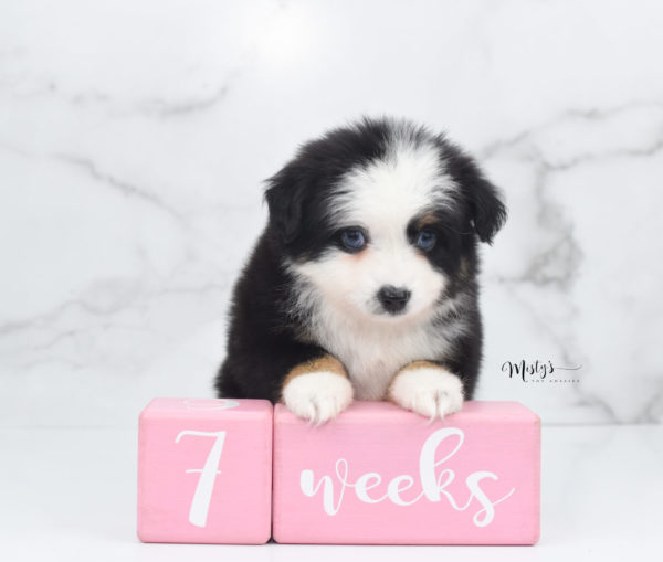 Mini / Toy Australian Shepherd Puppy Pandy Bear