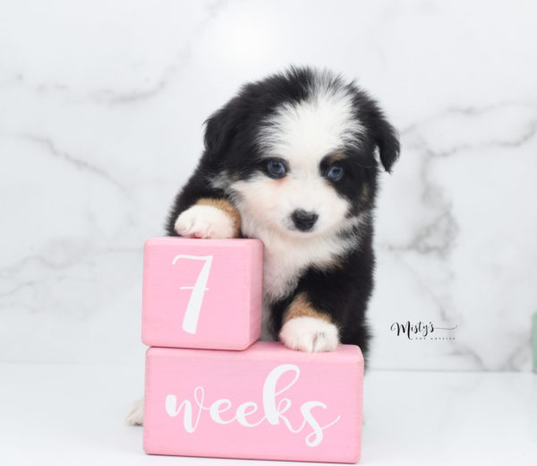 Mini / Toy Australian Shepherd Puppy Pandy Bear