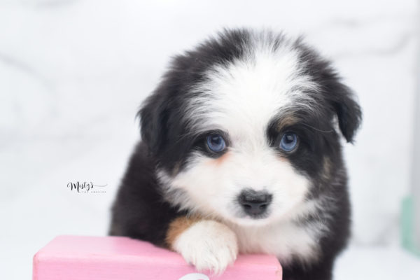 Mini / Toy Australian Shepherd Puppy Pandy Bear