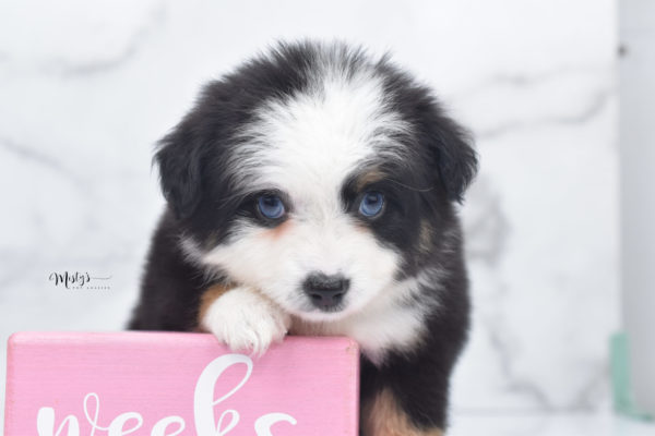 Mini / Toy Australian Shepherd Puppy Pandy Bear