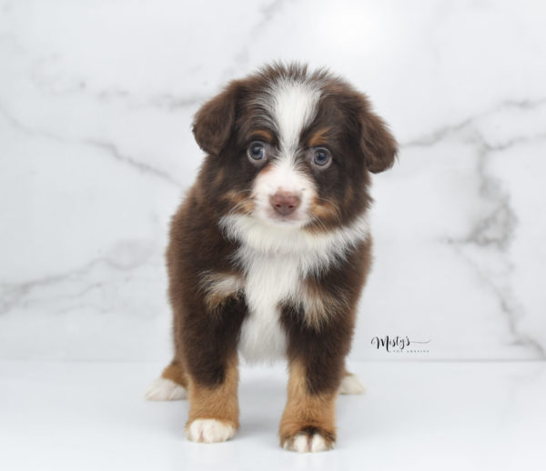 Mini / Toy Australian Shepherd Puppy Rufus
