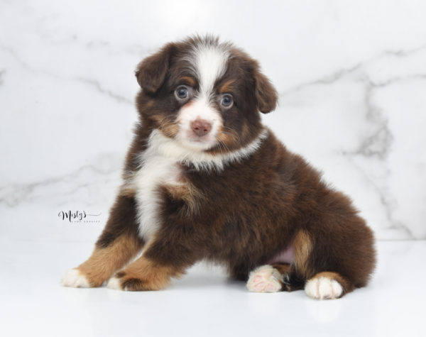Mini / Toy Australian Shepherd Puppy Rufus