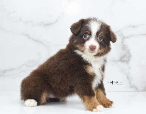 Mini / Toy Australian Shepherd Puppy Rufus