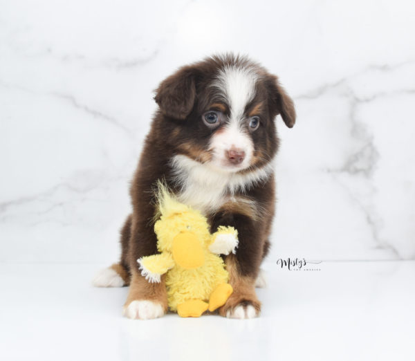 Mini / Toy Australian Shepherd Puppy Rufus