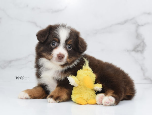 Mini / Toy Australian Shepherd Puppy Rufus