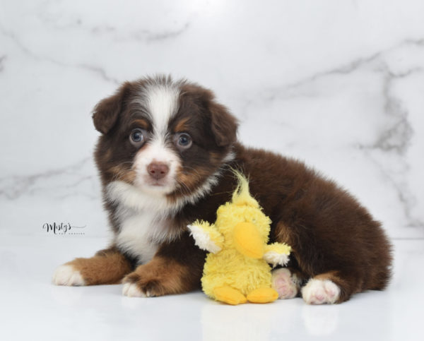Mini / Toy Australian Shepherd Puppy Rufus