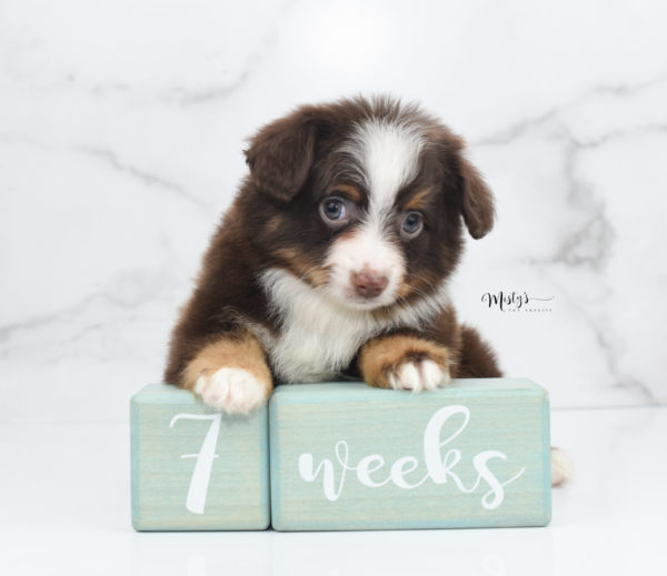 Mini / Toy Australian Shepherd Puppy Rufus
