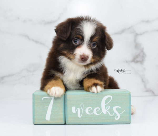 Mini / Toy Australian Shepherd Puppy Rufus