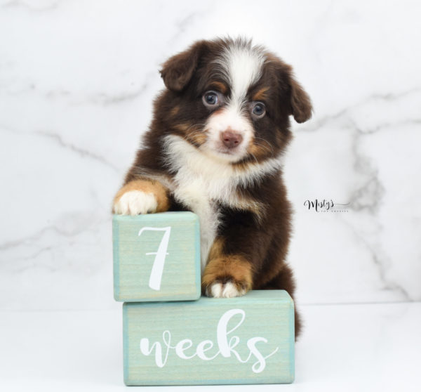 Mini / Toy Australian Shepherd Puppy Rufus