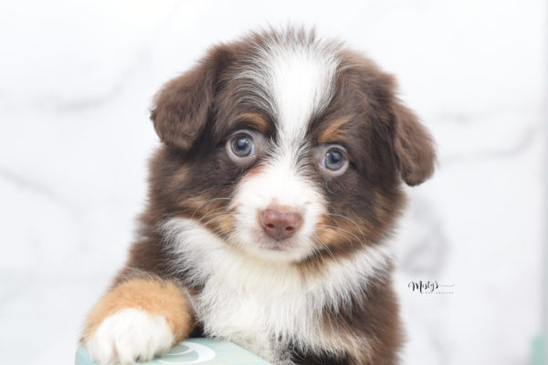 Mini / Toy Australian Shepherd Puppy Rufus