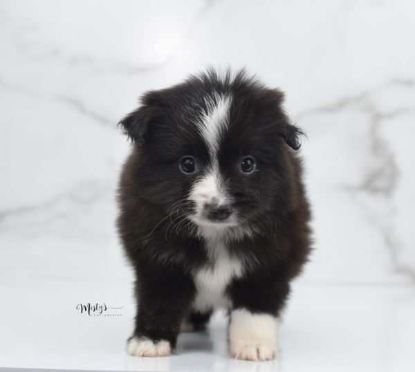 Mini / Toy Australian Shepherd Puppy Baboon